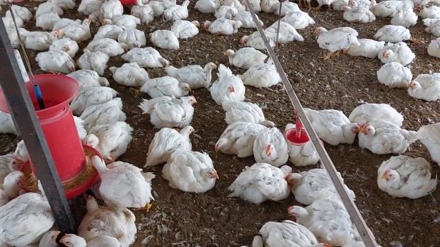 36days Complete FCR.1.5 Avg Body Weight 2kg Today 37days Running #jabbarpoultryfarm смотреть онлайн