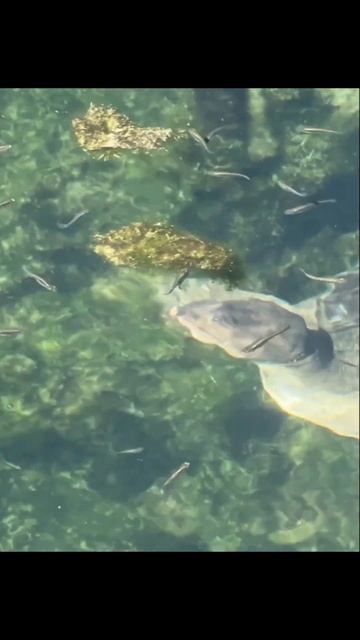 Clumsy Turtle Scares Away Its Prey #wildlifeencounter смотреть онлайн