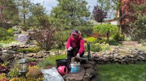 Барбарис проснулся и начал сохнуть,реабилитирую