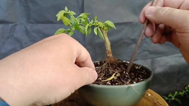 √5 перец - бончи (Бонсай)