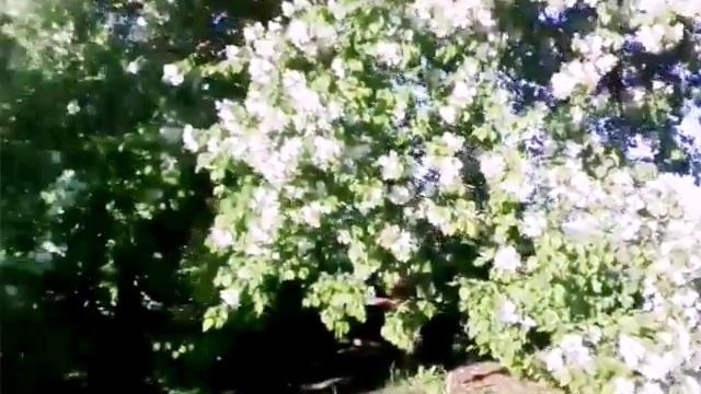 Весенняя Красота💜😇😘 смотреть онлайн