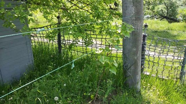 виноград 🍇 киш-миш ЮПІТЕР у м.Фастів (19 травня) - суцвіття смотреть онлайн