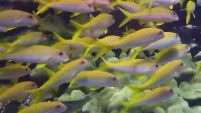 Scuba Diving Marsa Alam Egypt Brayka Bay Elphinstone Shoab Marsa Alam Part 1 смотреть онлайн