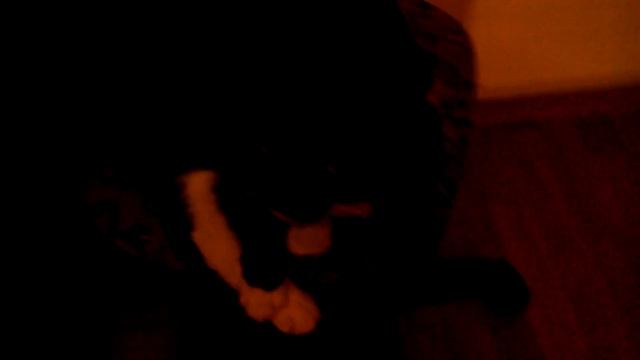 Мой кот смотреть онлайн