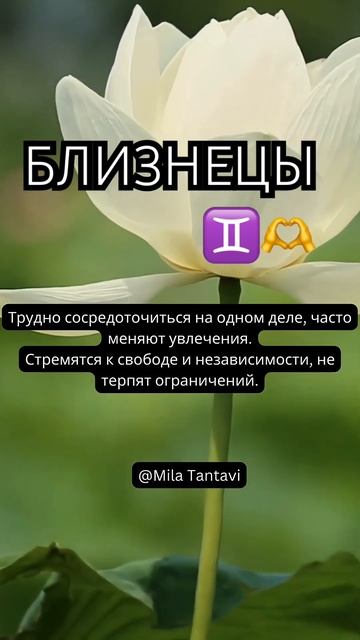 Близнецы ♊️ характеристика #шортс #гороскоп #shorts смотреть онлайн