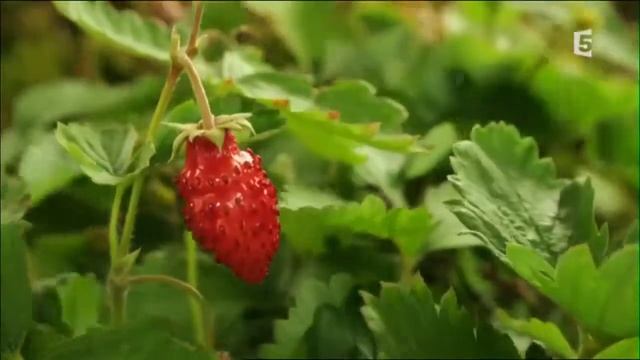 Просыпается природа смотреть онлайн