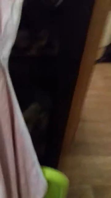 Купила пульт управления котиком))) смотреть онлайн