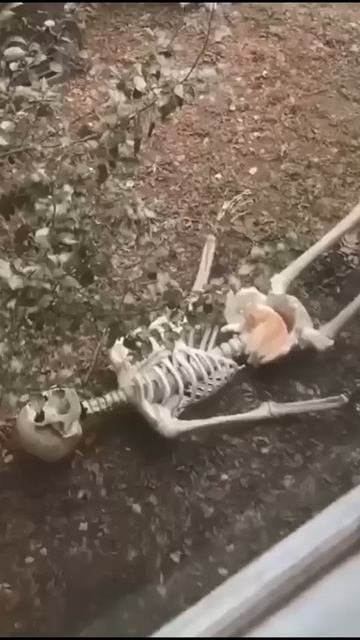 Кот не захотел слезать с хозяина смотреть онлайн