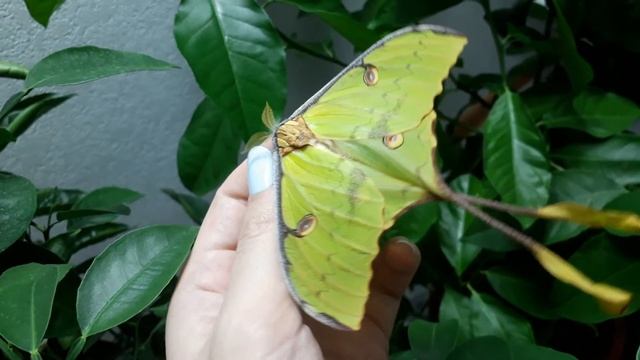 Argema Mimosae 💚 смотреть онлайн