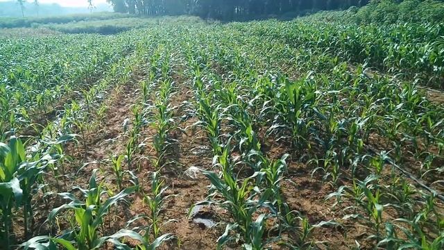 Lihat Petani Milenial Sedot Air Sungai Untuk Kebun Jagung смотреть онлайн