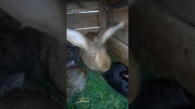 Обзор хозяйства /(часть 1)/Кролики. смотреть онлайн