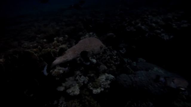 Three Corners Equinox Beach Resort,LOVE IN THE NIGHT! mp4 смотреть онлайн