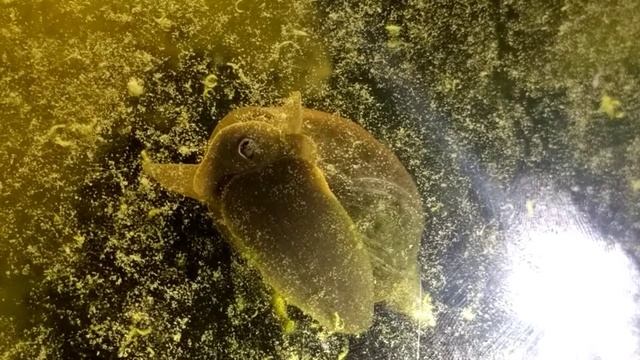 Lymnaea stagnalis (great pond snail) смотреть онлайн