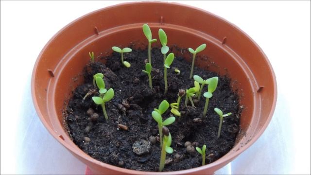 Odla dina egna Havtorn från frö / Grow your own sea buckthorn from seeds. Time lapse смотреть онлайн