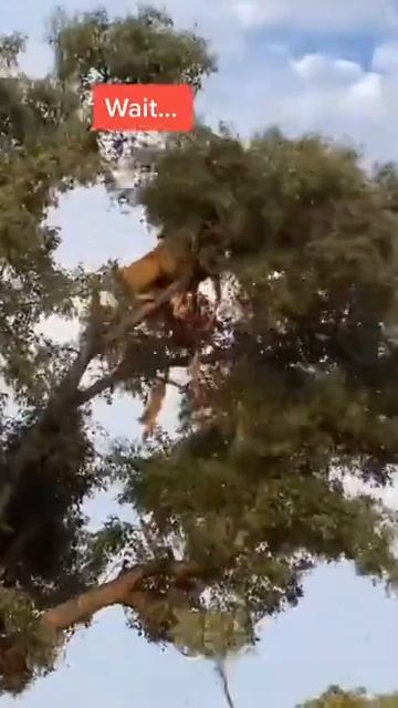 [Wild Animals Attack] Lion 🦁 VS Leopard 🐆 wildlife wildanimals lion leopard hunting animallife смотреть онлайн