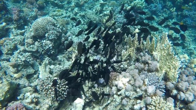 Hotel Hilton Nubian Resort Marsa Alam Egypt 2017 смотреть онлайн
