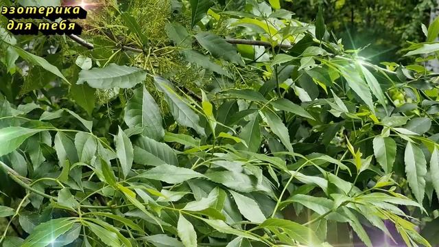 13 мая народный праздник день Якова Теплого, Фомин понедельник, Поминки. Что нельзя делать. Приметы смотреть онлайн