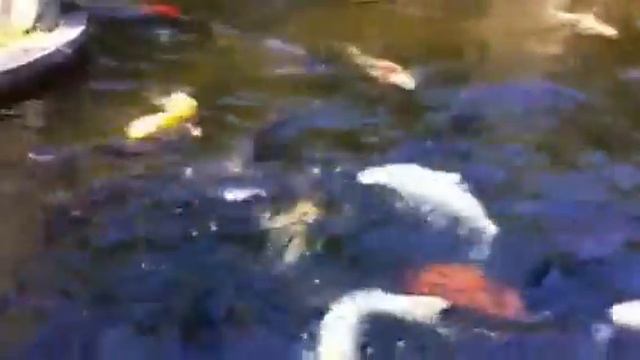 Японские карпы 日本の鯉も一つビデオ смотреть онлайн