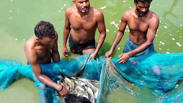 Pangas fish 250-330 Gram weight. смотреть онлайн