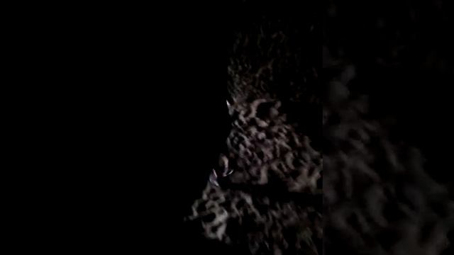 Мамонти смотреть онлайн