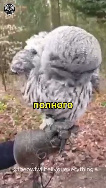 Интересные факти о совах #owl #birds #сова #owlfacts