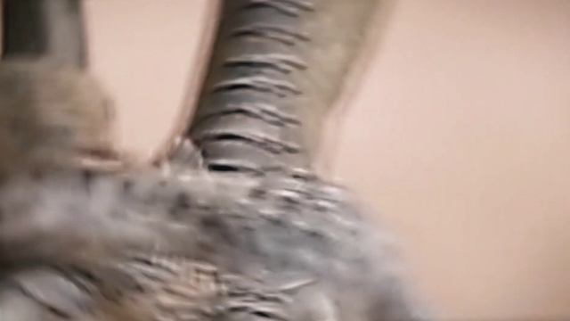 Prehistoric Planet | Velociraptor [AMV] [Sea Of Problems]