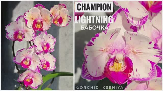 Phal. Champion Lightning peloric 🦋 Первое цветение орхидеи бабочки Чемпион Лайтнинг 🌸 Обзор сорта смотреть онлайн