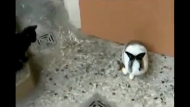 кот Vs кролик
