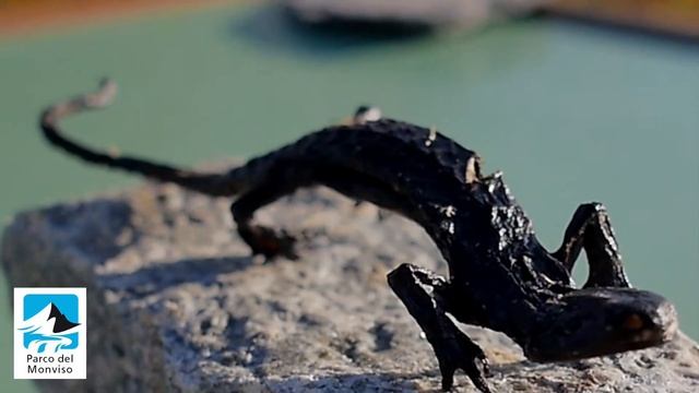 LA SALAMANDRA DI LANZA MUMMIFICATA смотреть онлайн