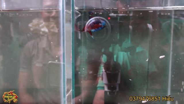 Đột Nhập Trại Cá Betta Bí Ẩn | Trại Cá Betta Đồng Nai | Betta Sales смотреть онлайн