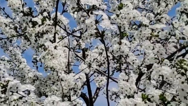 Radost dana смотреть онлайн