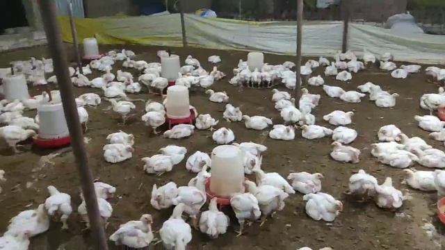 Poultry framing management |Poultry Day 26 | Broiler weight gain смотреть онлайн