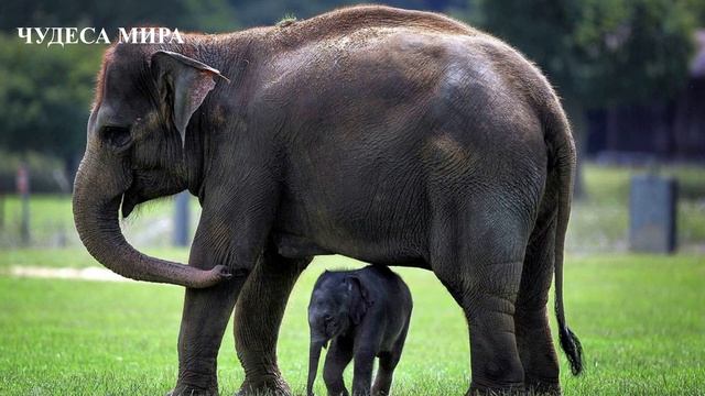 САМЫЕ МИЛЫЕ ДЕТЕНЫШИ РАЗНЫХ ЖИВОТНЫХ. ЧУДЕСА МИРА. смотреть онлайн