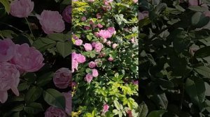 Роза Раубриттер. Сезон 2024. Регион Южный Урал.