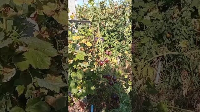 Лучістий,Анюта, П.Ірині, Гурман ранній, 887 - супер, П. Нєсвєтая смотреть онлайн