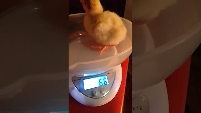сколько весит индюшонок в первые сутки. смотреть онлайн