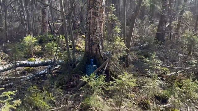 ЗАГОТОВКА БЕРЁЗОВОГО СОКА НА ЛЕТО. СТАВИМ ФЛЯГУ КВАСА. смотреть онлайн