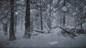 Атмосфера зимнего дня с ветром и звуками падающего снега ASMR в красивом зимнем лесу