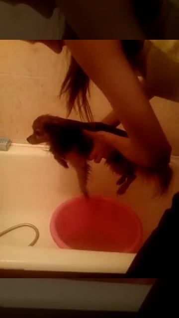 Экспресс-тренинг (Чарик учится плавать) смотреть онлайн