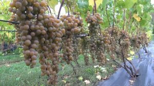 Виноград Ла Кресент.