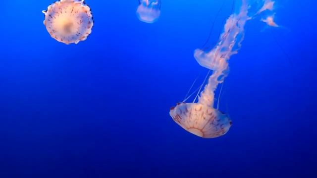 Compass Jellies Swimming смотреть онлайн