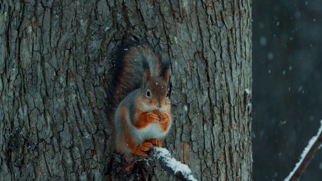 Царицынский парк. музыка: Winter_Dream_-_GoldenAntel смотреть онлайн