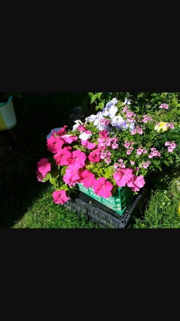 Моя рассада цветов 2018 смотреть онлайн