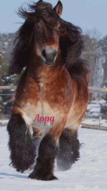 пишите ещë имена ❤❤❤ #лошади смотреть онлайн