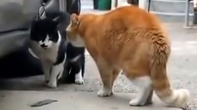 Смешные видео приколы про кошек! Кошка ругает другую кошку! смотреть онлайн