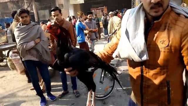 LARI ADA ASEEL MANDI LAHORE!02/01/21 MURGA KA RATE ? смотреть онлайн