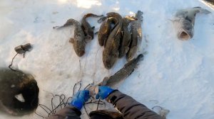 Рыбалка у чёрной дыры. Ловля налима. Шестьдесят девятая серия.