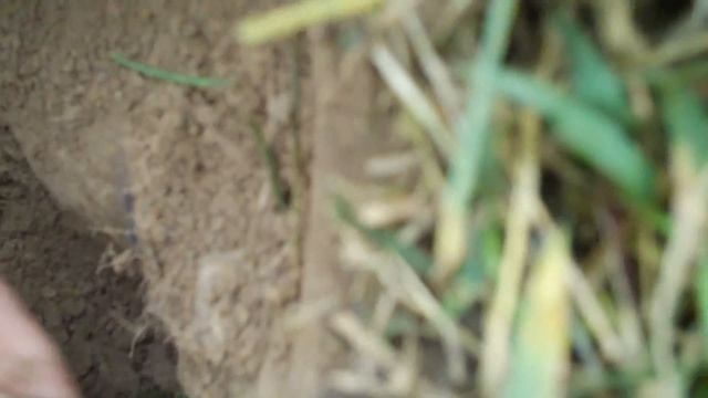 SLQ - 1900 Barber - Washington - Rosie - All in One Hunt - What A Good Day смотреть онлайн