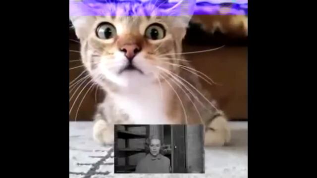 Кошка смотрит фильм ХОРРОР ))) - Cat watching a horror movie ) ) ) смотреть онлайн
