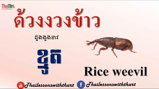 Insects Vocabulary in Thai |THAILESSONSWITHTHART смотреть онлайн